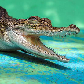 Долголетие крокодила